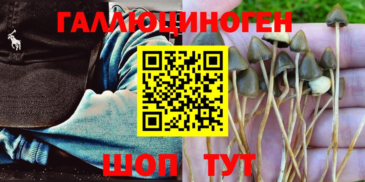 Псилоцибиновые грибы Psilocybine cubensis  Вход с VPN  Нижнеудинск 